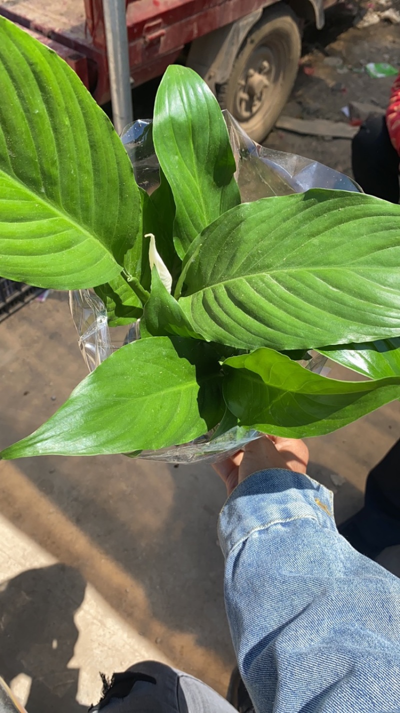 白掌一帆风顺盆栽白掌基地直供白掌绿植盆栽