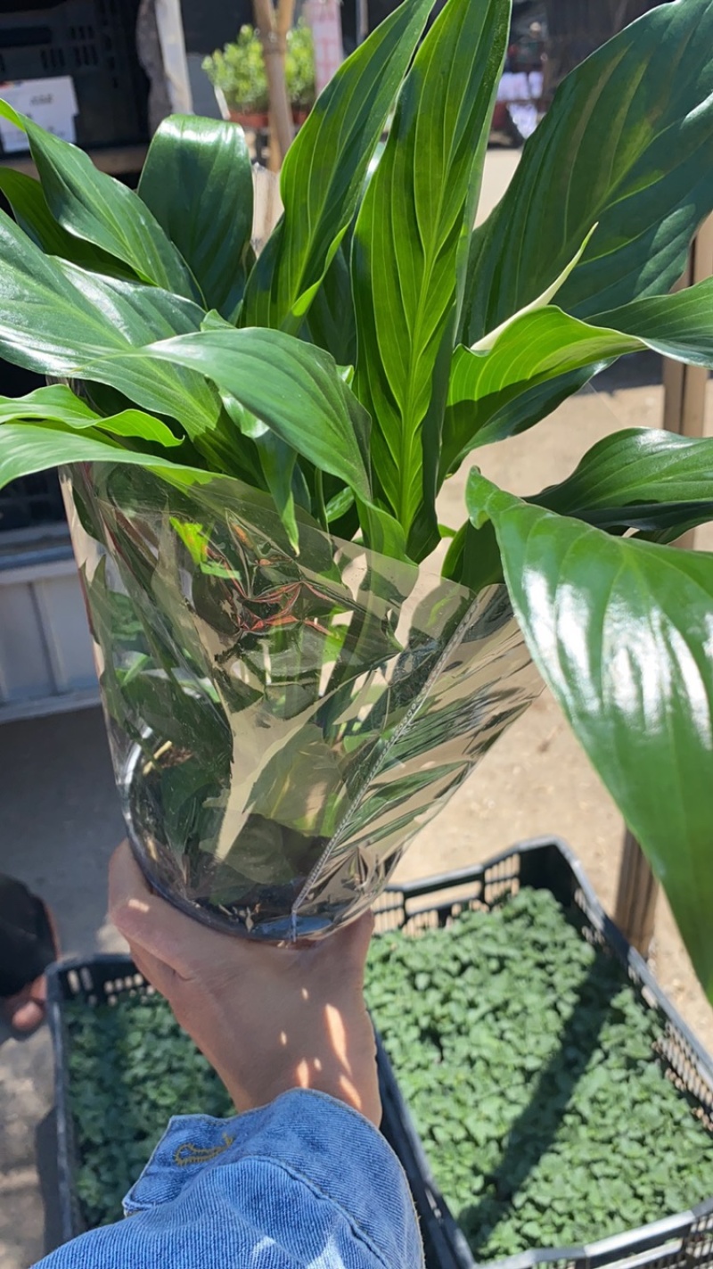 白掌一帆风顺盆栽白掌基地直供白掌绿植盆栽