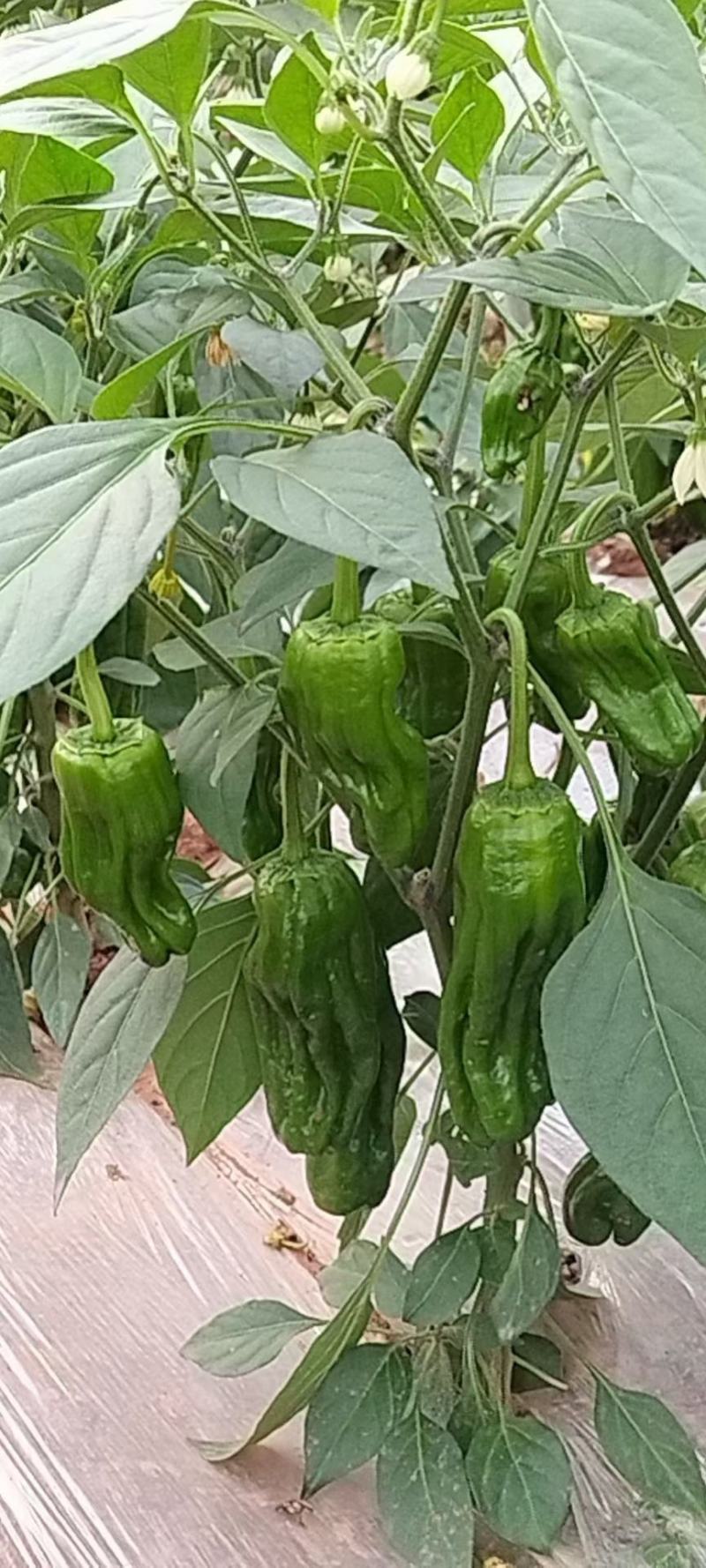 薄皮菜辣椒苗，散苗，穴盘苗基地直供【抗病强，产量高】