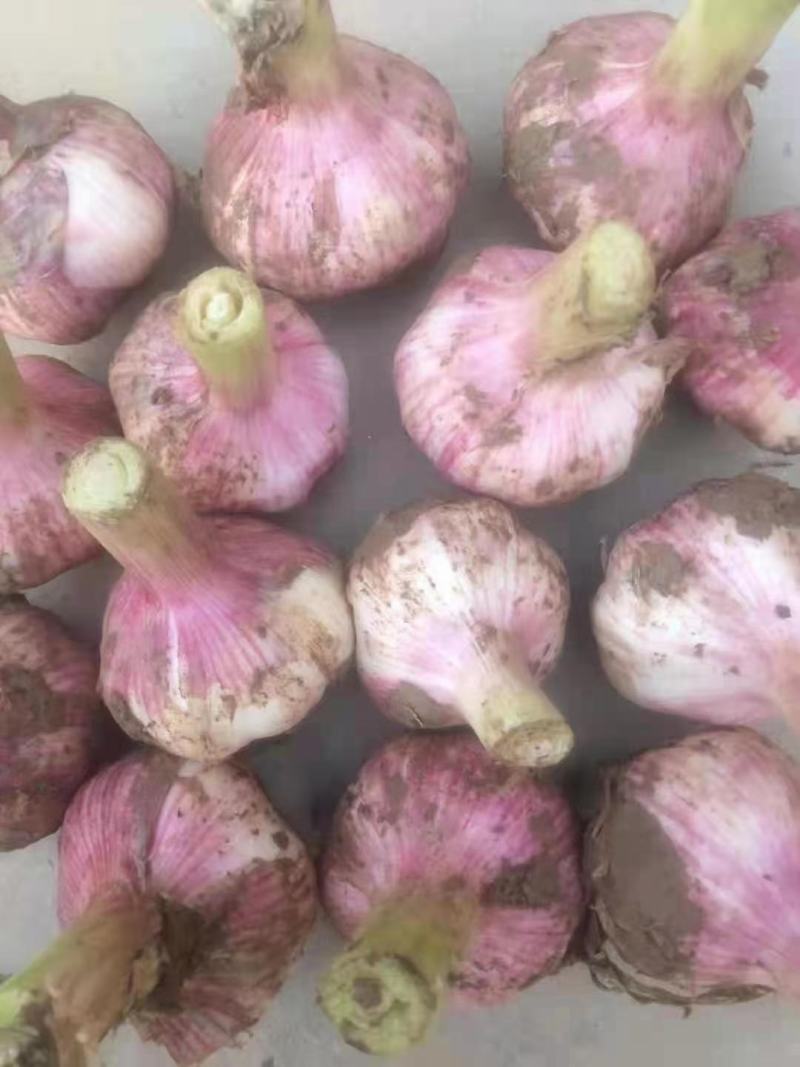 河北馆陶紫皮蒜金磊果蔬大量供应产地杂交大蒜优质鲜蒜