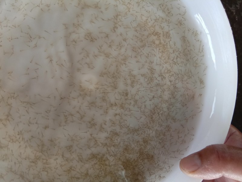 优质鲮鱼水花基地直供各种水花(粒头)全国发货！