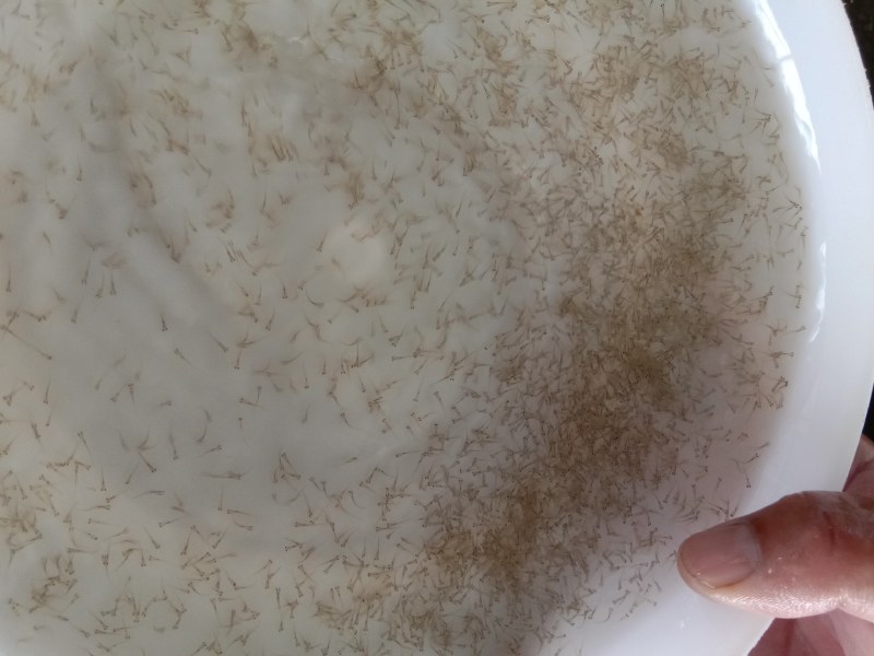 优质鲮鱼水花基地直供各种水花(粒头)全国发货！