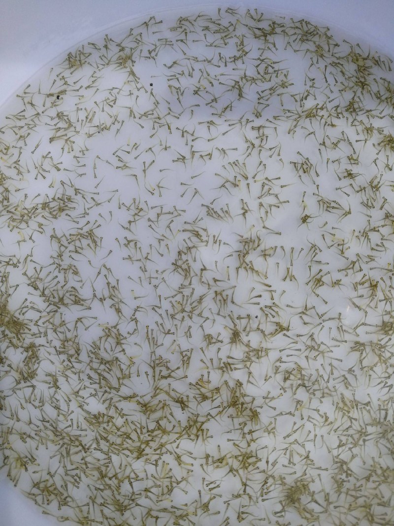 优质鲮鱼水花基地直供各种水花(粒头)全国发货！