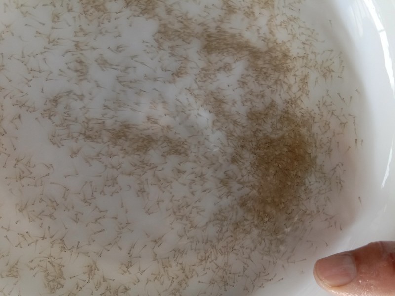 优质鲮鱼水花基地直供各种水花(粒头)全国发货！