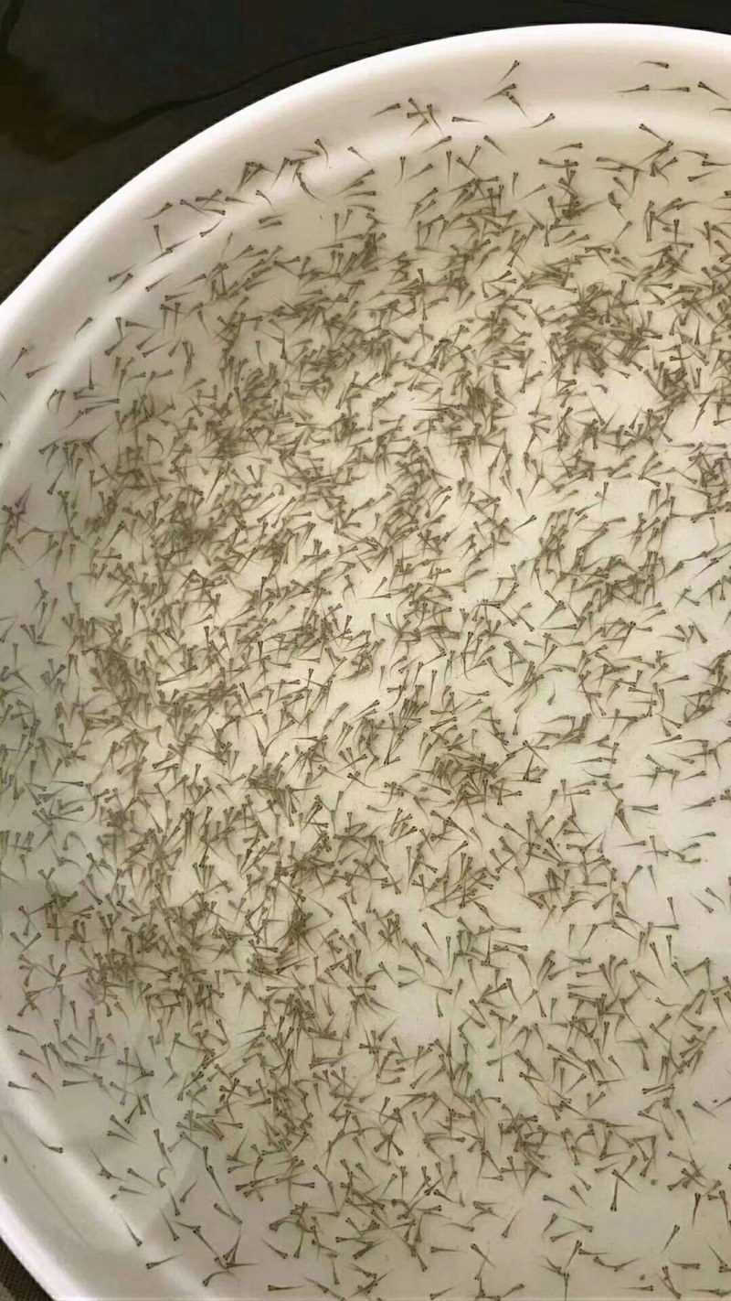 优质鲮鱼水花基地直供各种水花(粒头)全国发货！