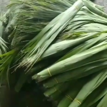 白洋淀苇叶