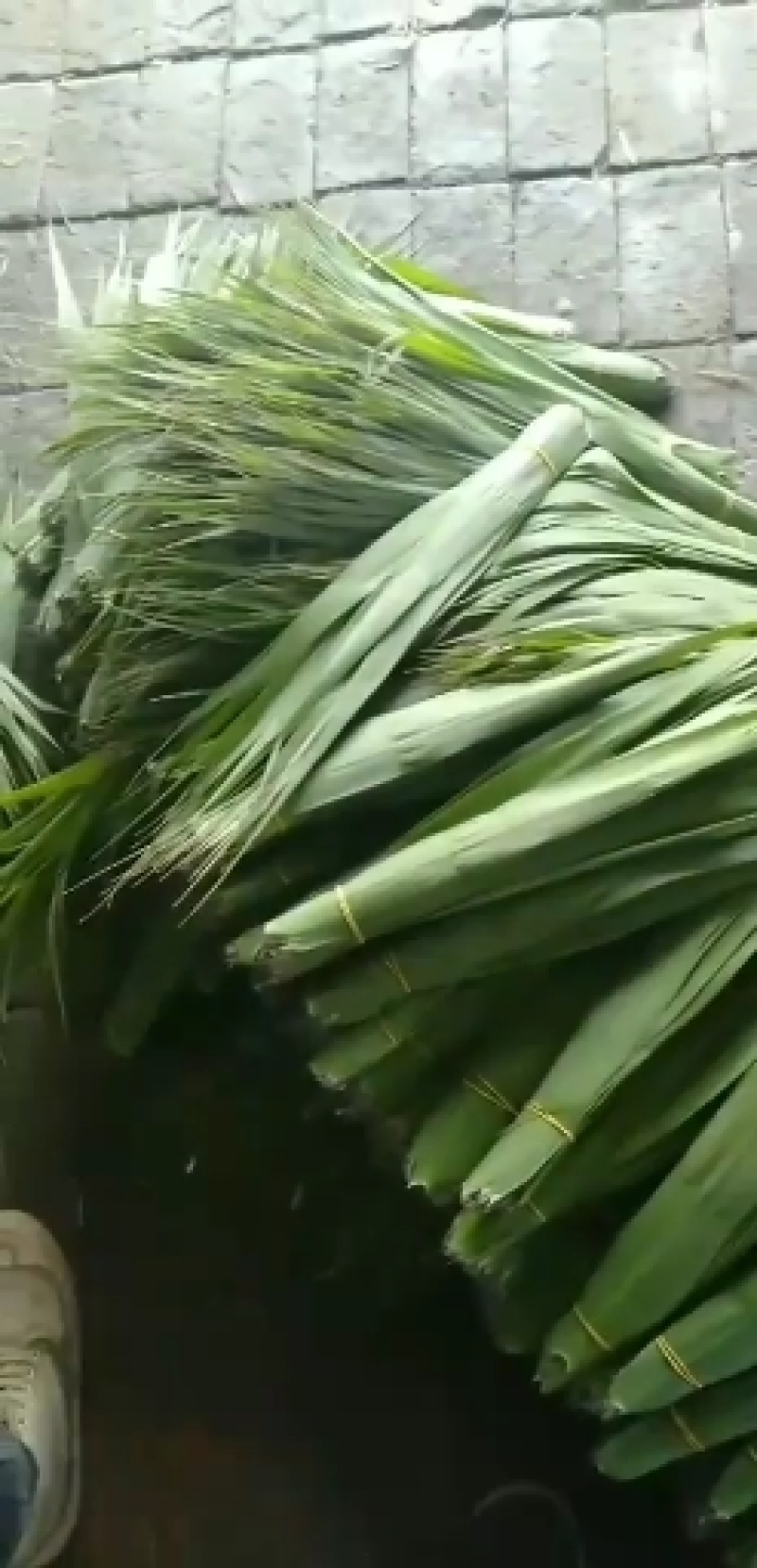 白洋淀苇叶
