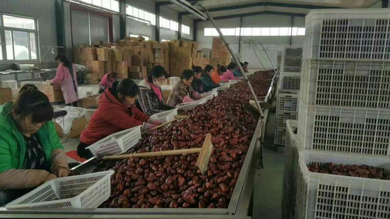 厂家供应新疆红枣若羌灰枣若羌红枣厂家批发大量现货