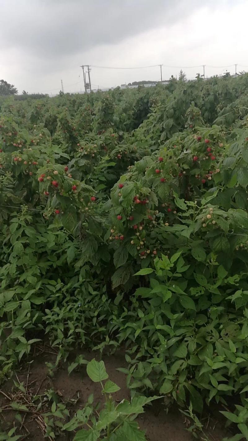 红树莓果