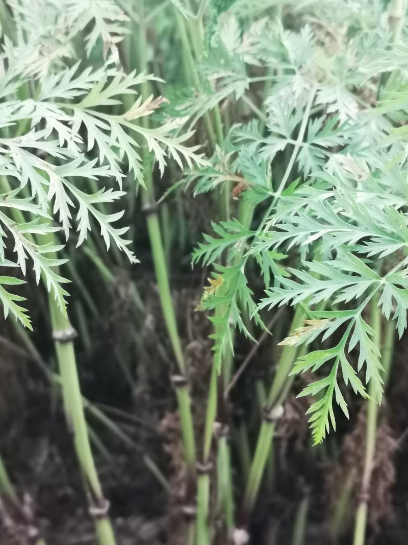 川芎苓种