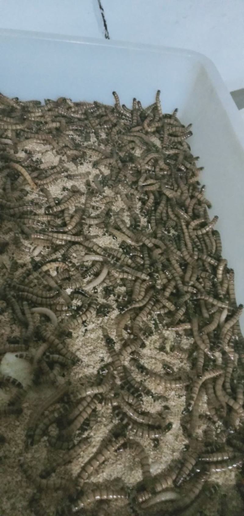 大麦虫
