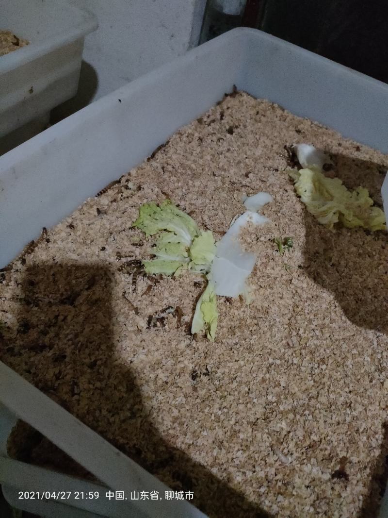 大麦虫