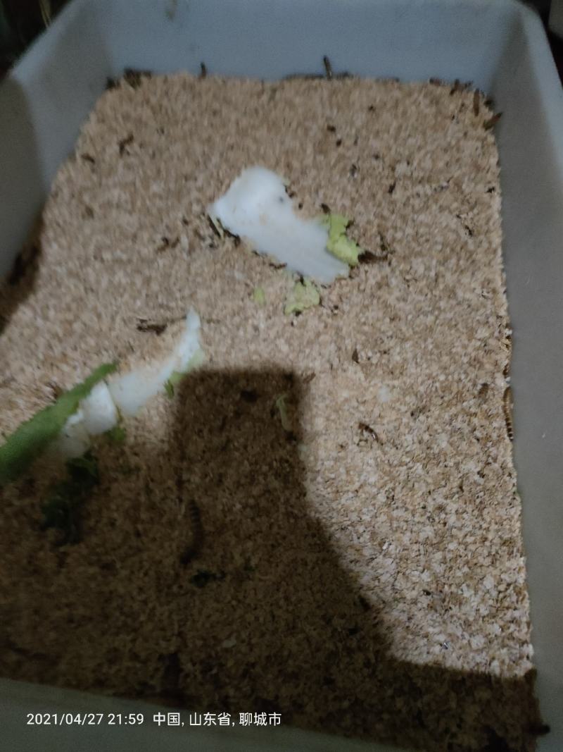 大麦虫