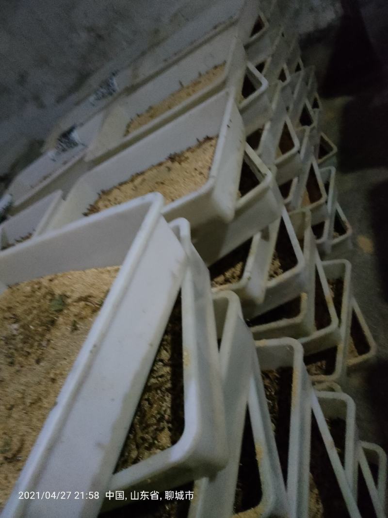 大麦虫