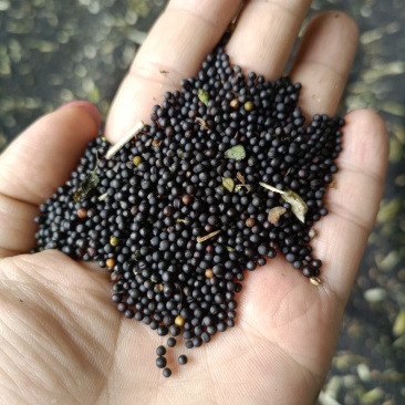 25年的高含油油菜籽，出油率高，油色漂亮，大量现货