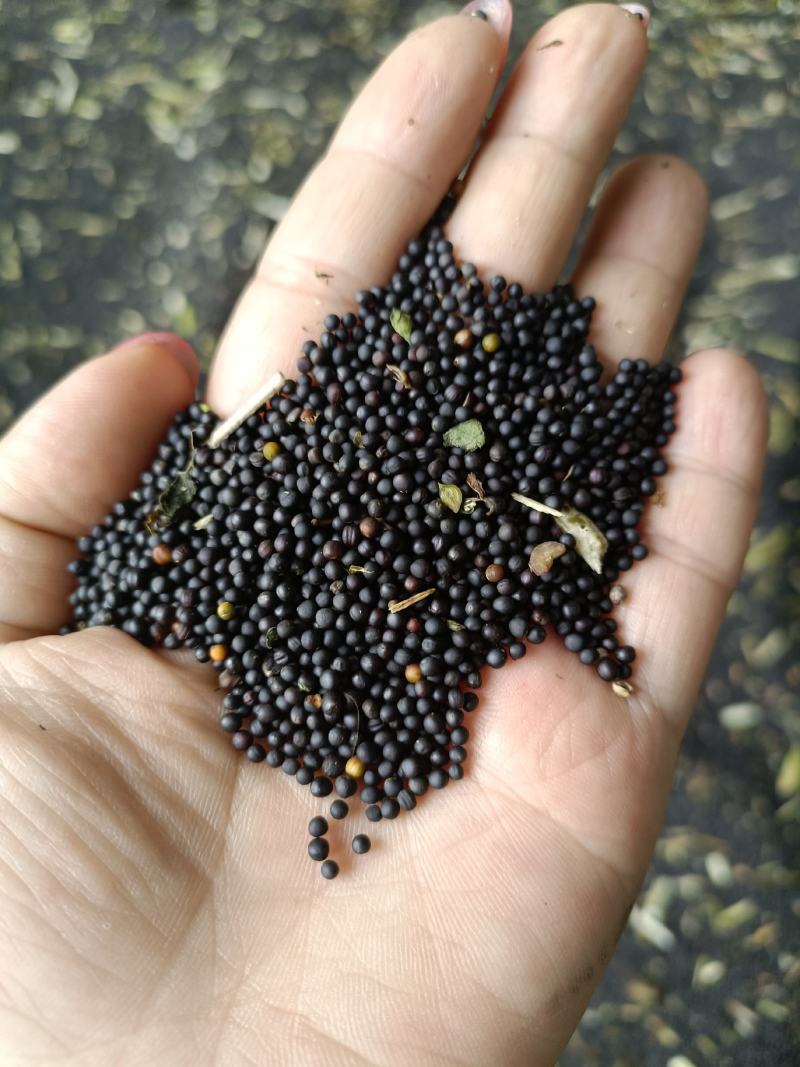 25年的高含油油菜籽，出油率高，油色漂亮，大量现货