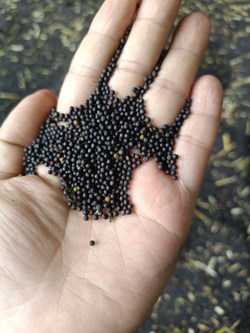 25年的高含油油菜籽，出油率高，油色漂亮，大量现货