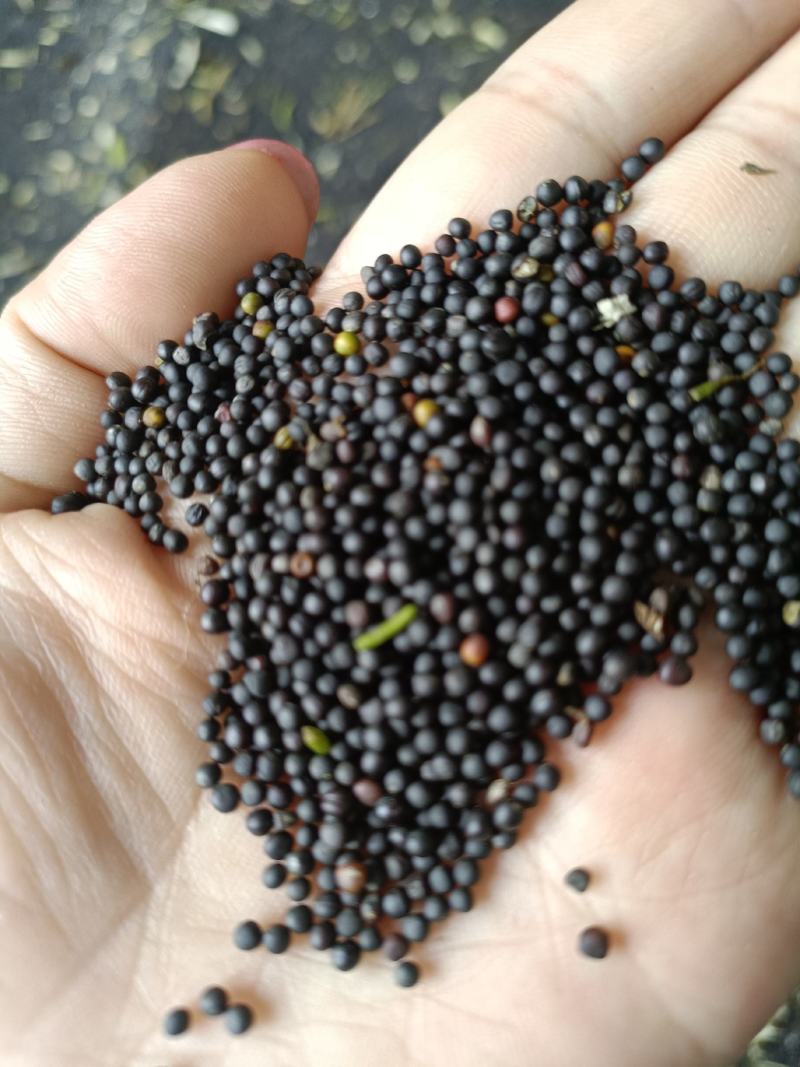 25年的高含油油菜籽，出油率高，油色漂亮，大量现货