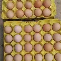 乌鸡蛋，土鸡蛋，虫草蛋大中小码精品双色蛋。