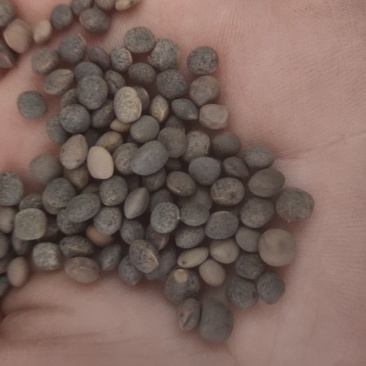厂家直销建设豆小灰豆小黑豆做鸽粮