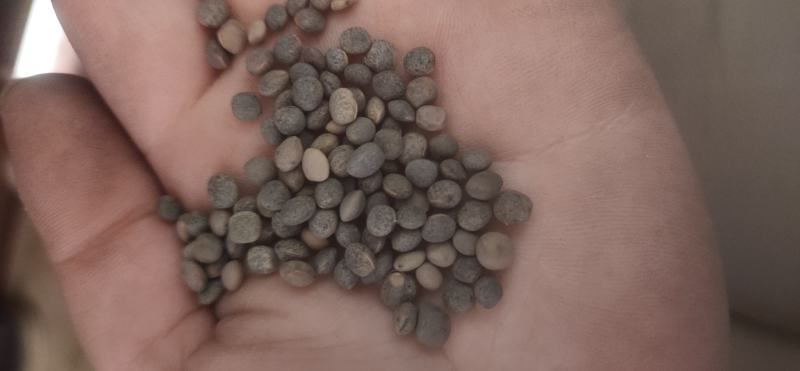 厂家直销建设豆小灰豆小黑豆做鸽粮
