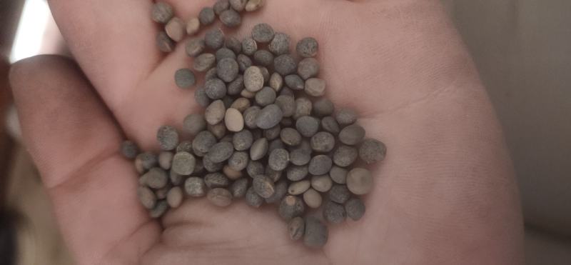 厂家直销建设豆小灰豆小黑豆做鸽粮