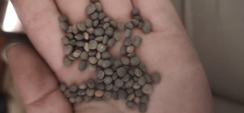 厂家直销建设豆小灰豆小黑豆做鸽粮