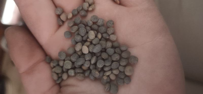 厂家直销建设豆小灰豆小黑豆做鸽粮