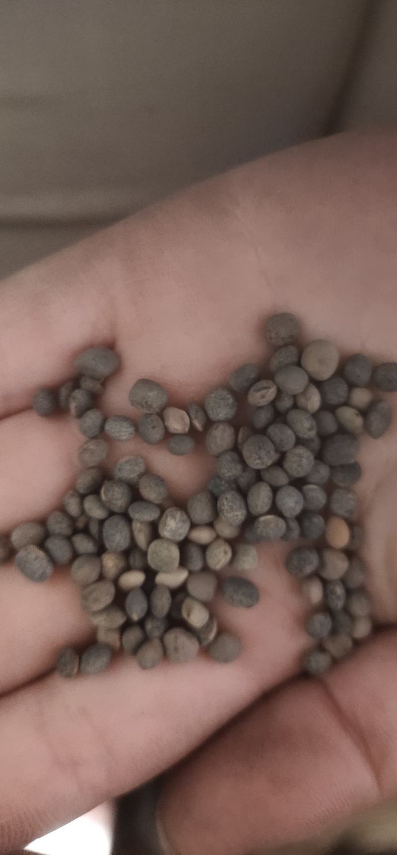 厂家直销建设豆小灰豆小黑豆做鸽粮