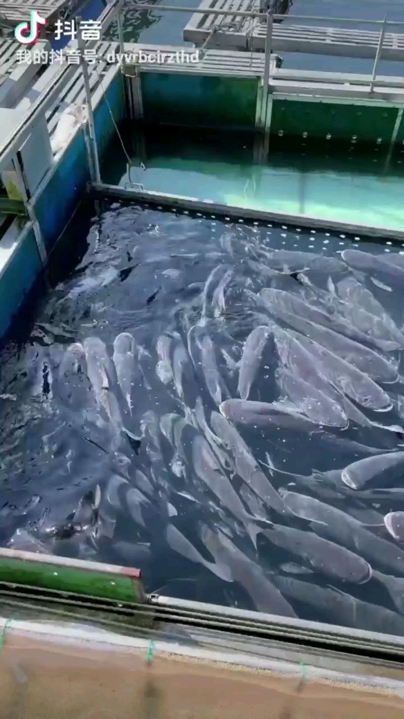 千岛湖花鲢，鲢鳙，冰箱鱼头，鱼尾。活杀鱼头