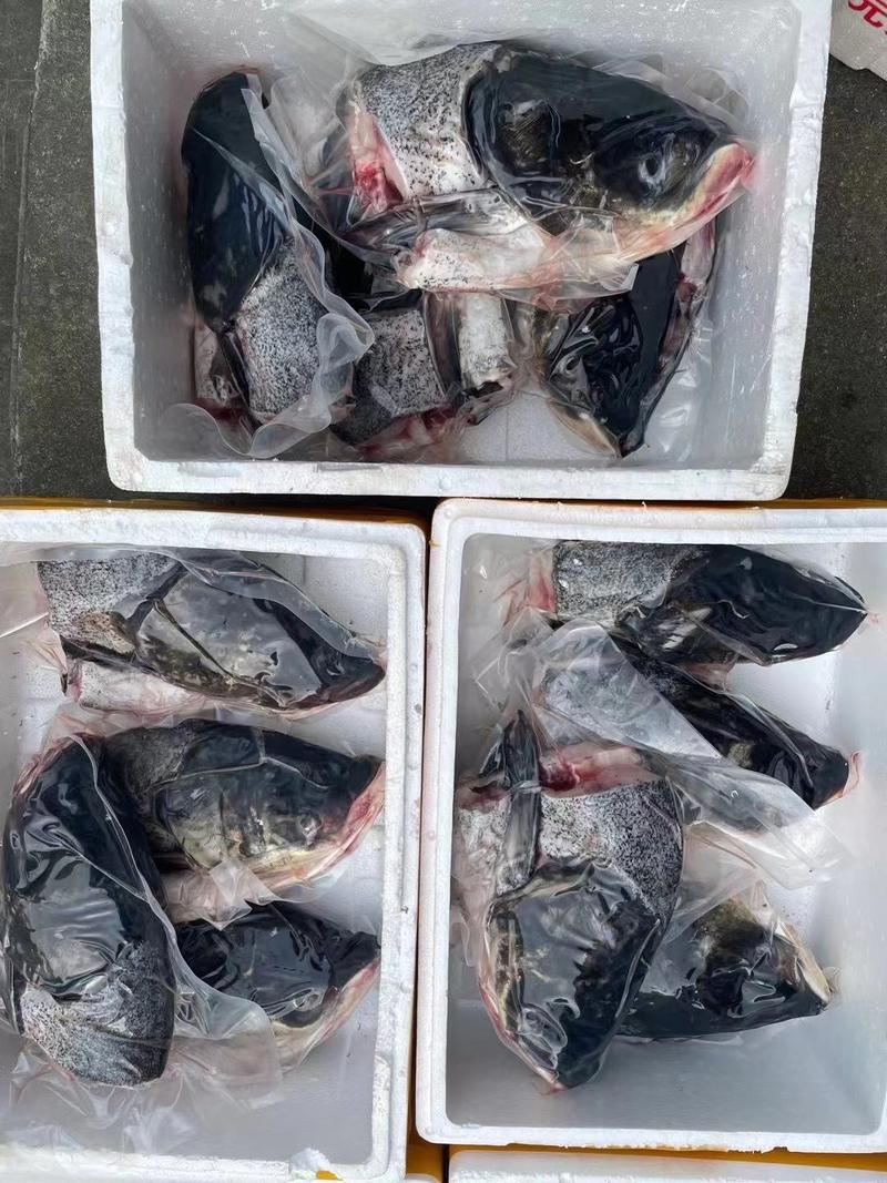千岛湖花鲢，鲢鳙，冰箱鱼头，鱼尾。活杀鱼头
