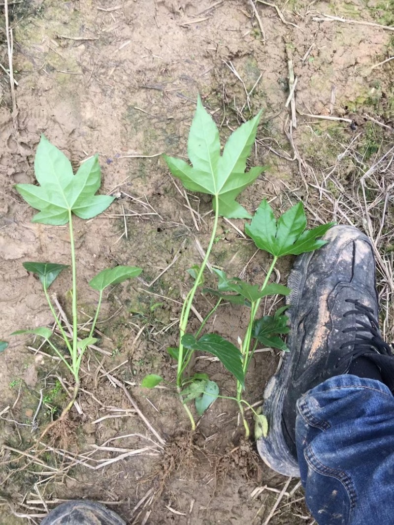 基地大量供应八角金盘，欢迎各位前来选购实地考察