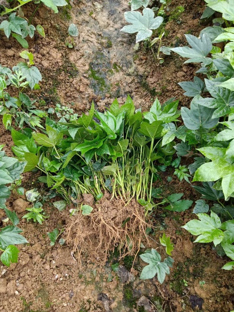 基地大量供应八角金盘，欢迎各位前来选购实地考察