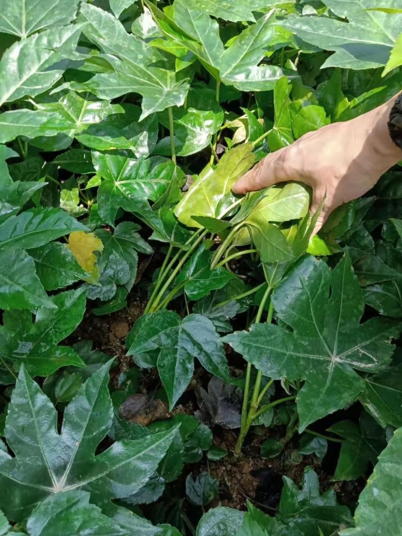 基地大量供应八角金盘，欢迎各位前来选购实地考察