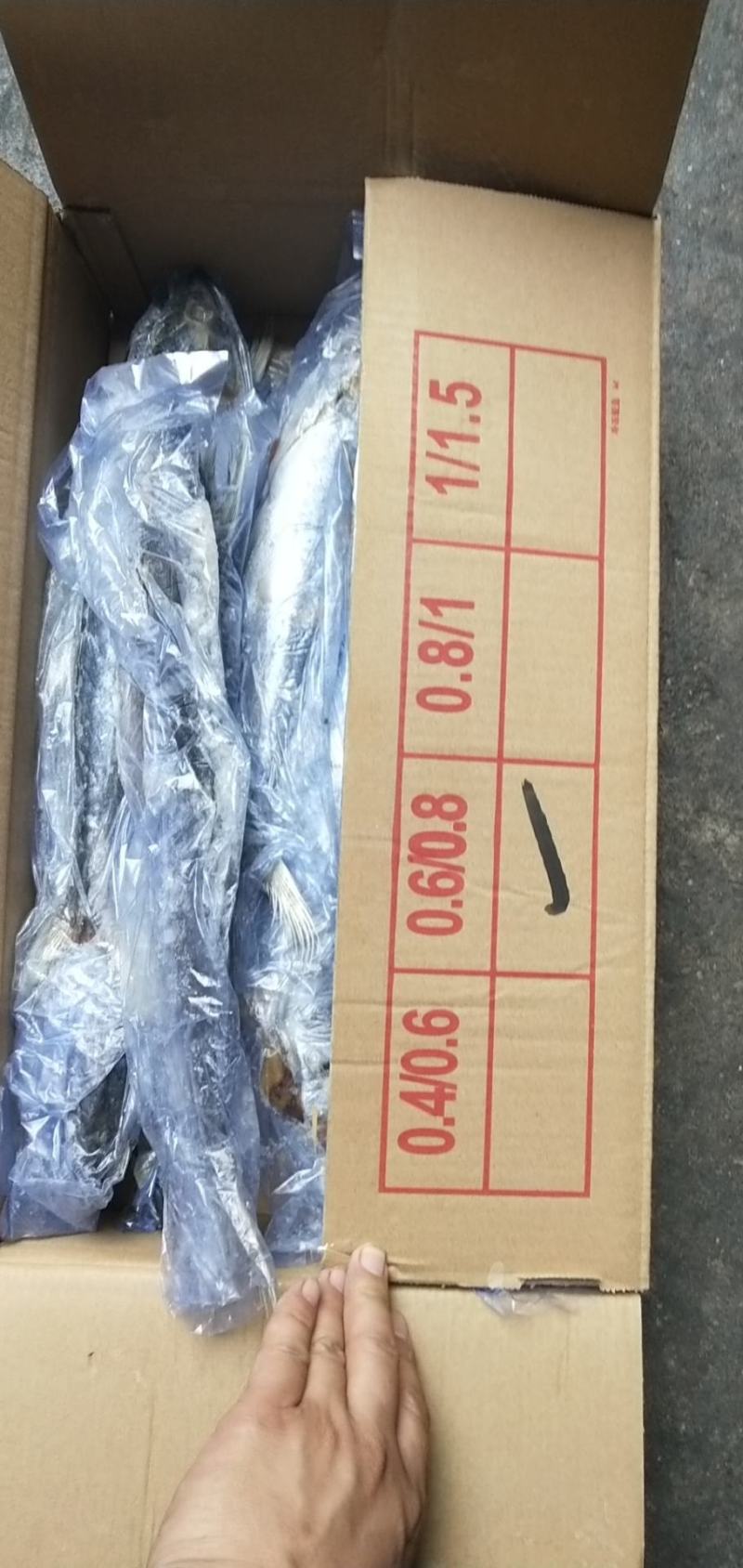 单冻鲅鱼，6/88/1有货，封海期间走量产品，价格美丽