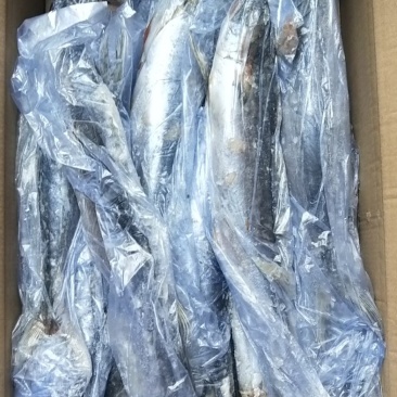 单冻鲅鱼，6/88/1有货，封海期间走量产品，价格美丽