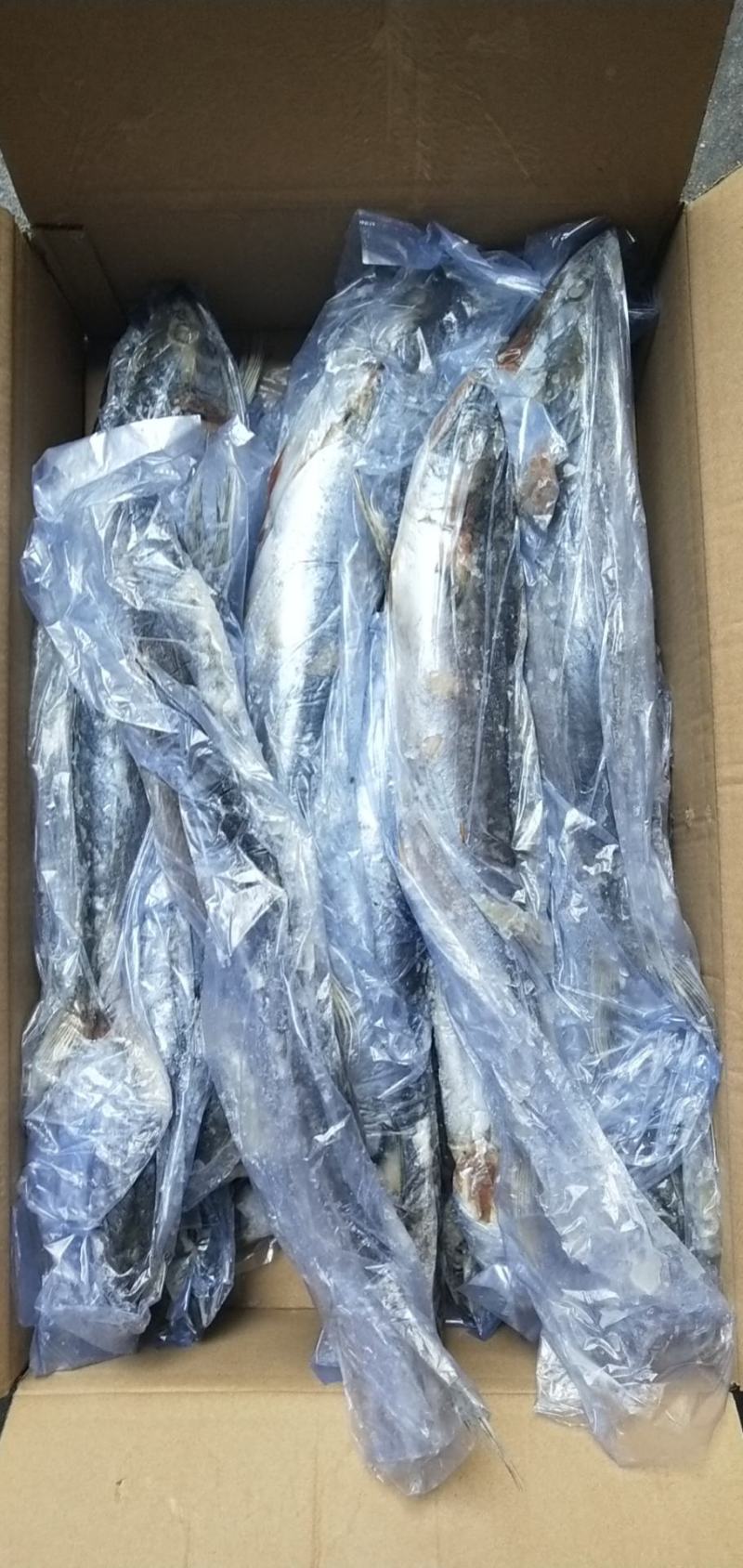 单冻鲅鱼，6/88/1有货，封海期间走量产品，价格美丽