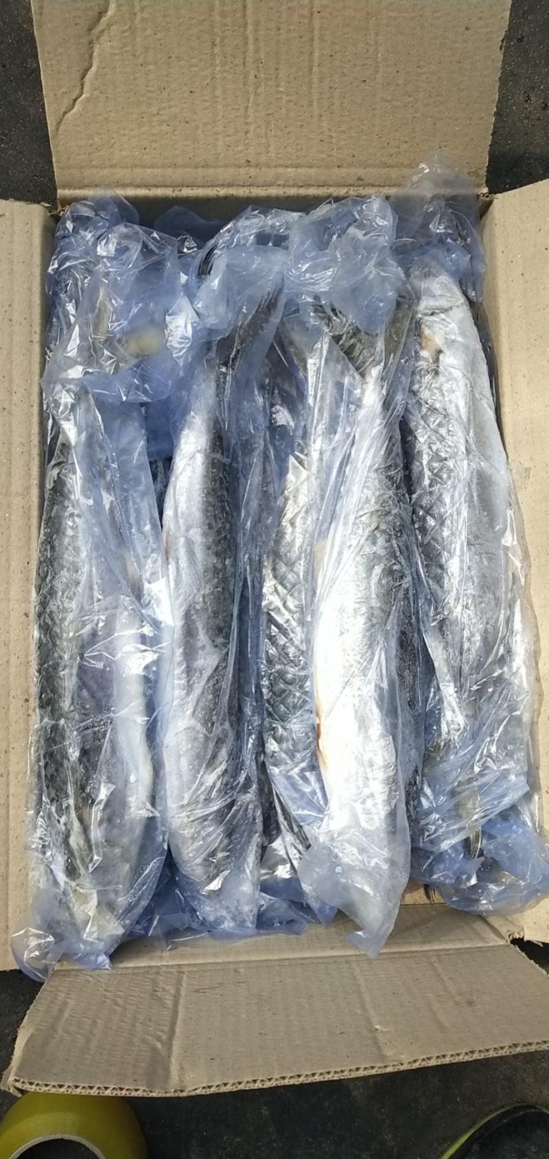 单冻鲅鱼，6/88/1有货，封海期间走量产品，价格美丽