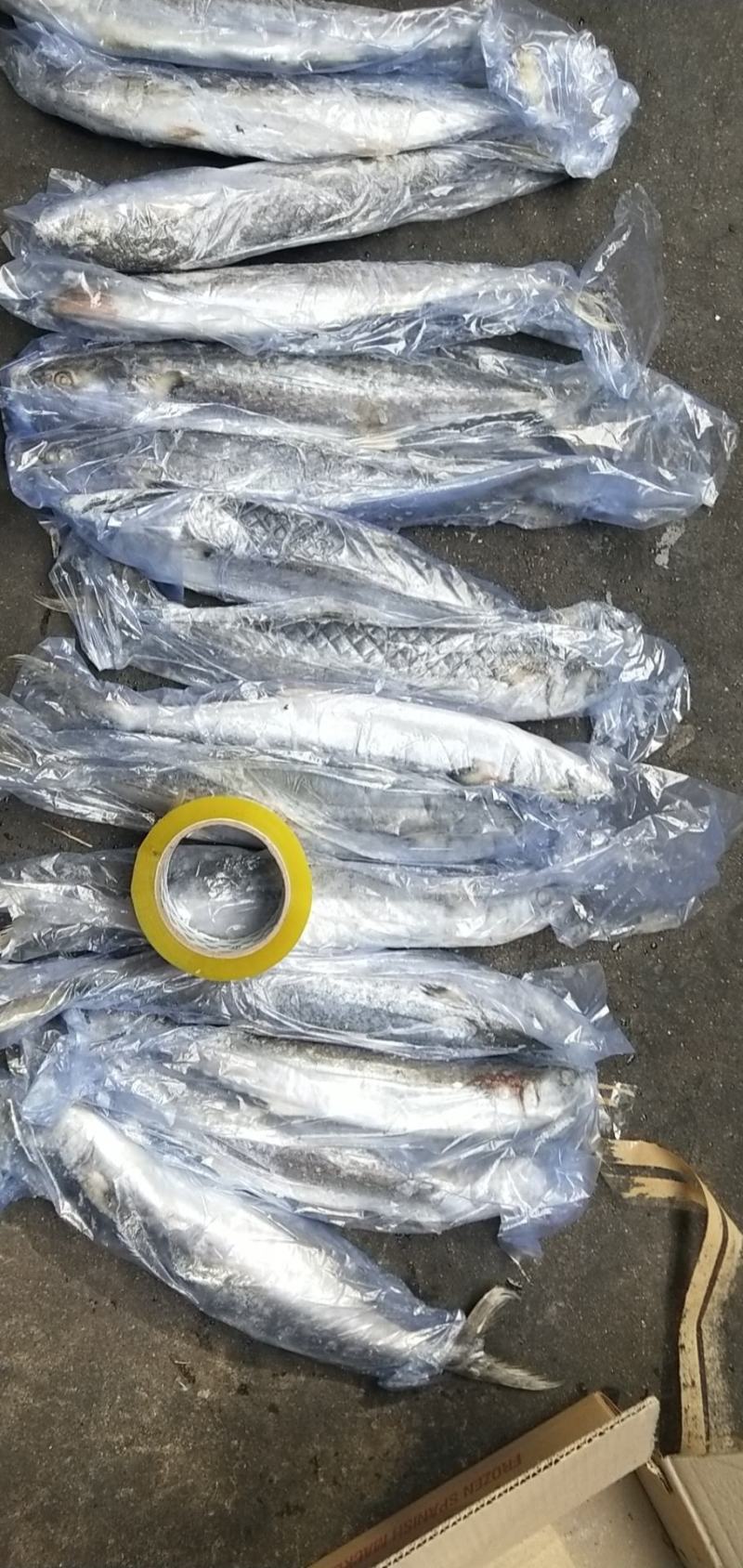单冻鲅鱼，6/88/1有货，封海期间走量产品，价格美丽