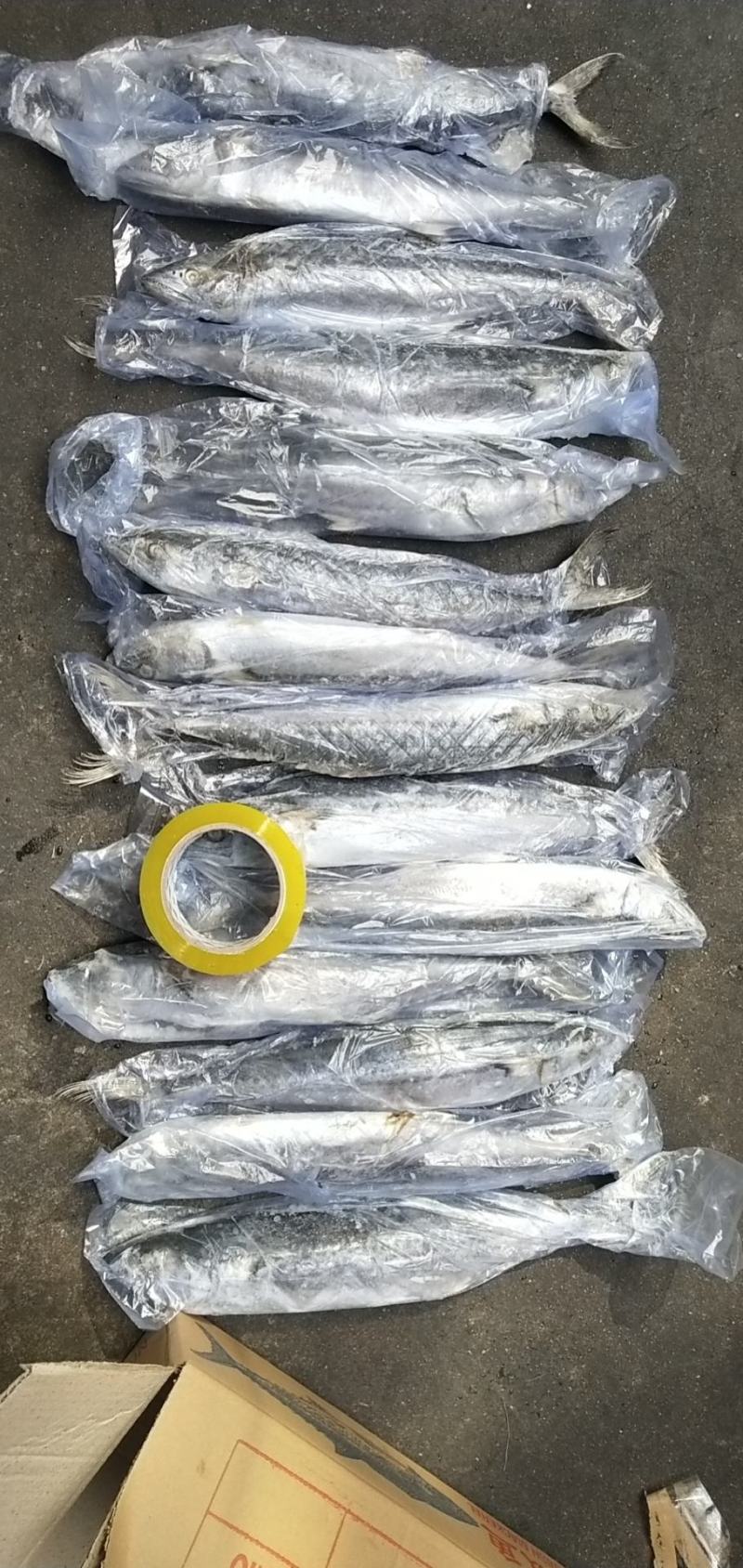 单冻鲅鱼，6/88/1有货，封海期间走量产品，价格美丽