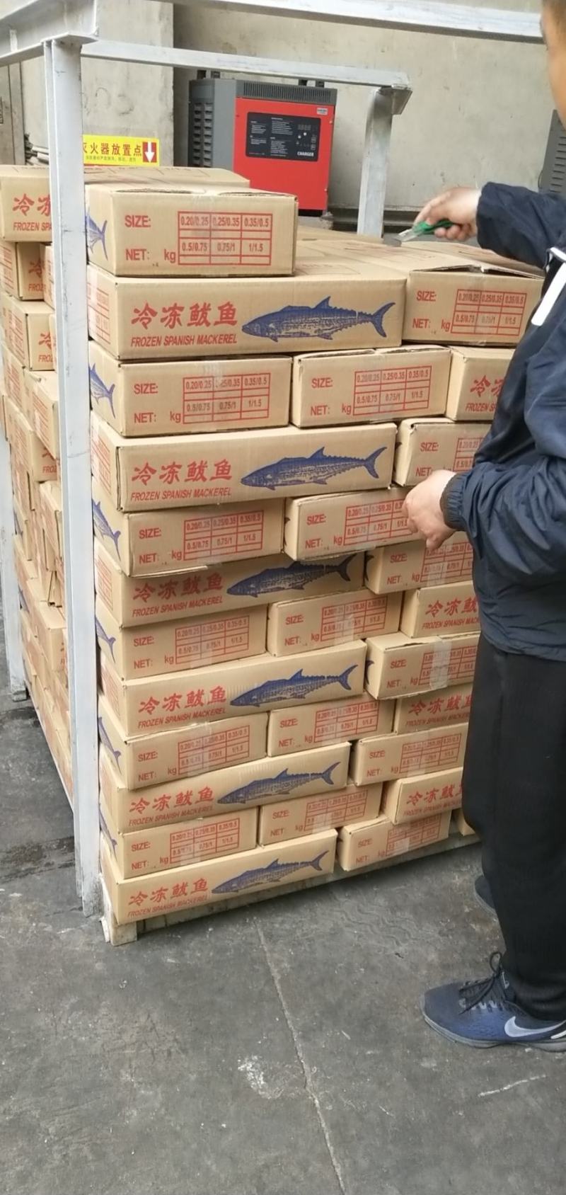 单冻鲅鱼，6/88/1有货，封海期间走量产品，价格美丽