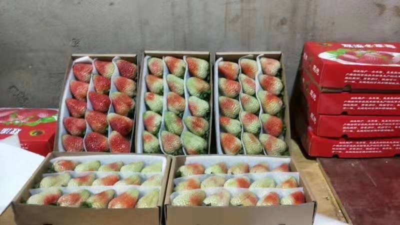 云南夏季草莓商用草莓蒙特瑞草莓四季草莓一手好货