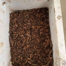 蚂蚱卵，东亚飞，棉蝗卵都有卵孵化率高