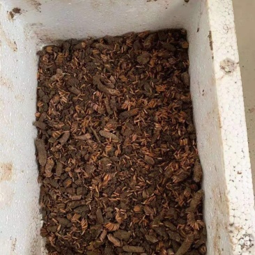 蚂蚱卵，东亚飞，棉蝗卵都有卵孵化率高