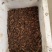 蚂蚱卵，东亚飞，棉蝗卵都有卵孵化率高