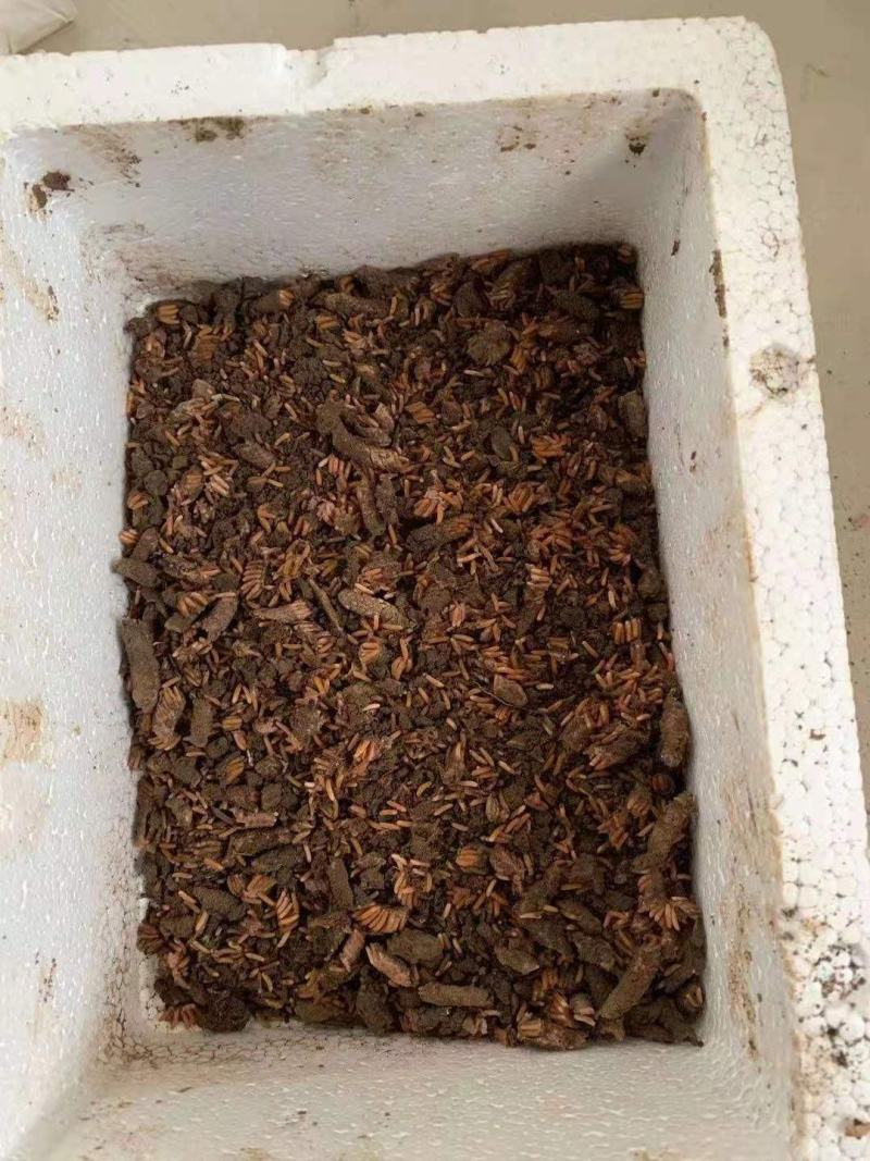 蚂蚱卵，东亚飞，棉蝗卵都有卵孵化率高