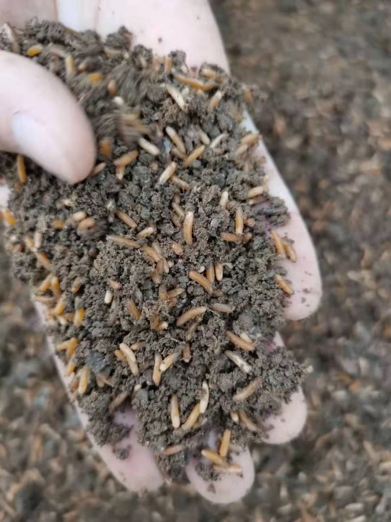 蚂蚱卵，东亚飞，棉蝗卵都有卵孵化率高
