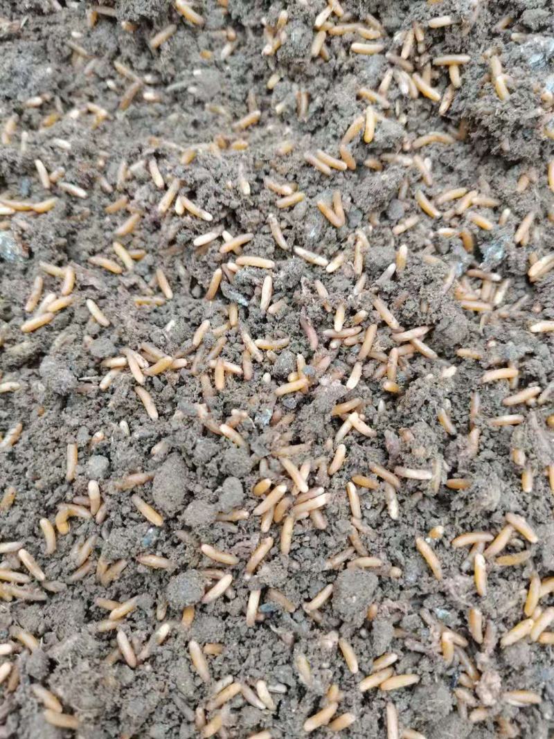 蚂蚱卵，东亚飞，棉蝗卵都有卵孵化率高