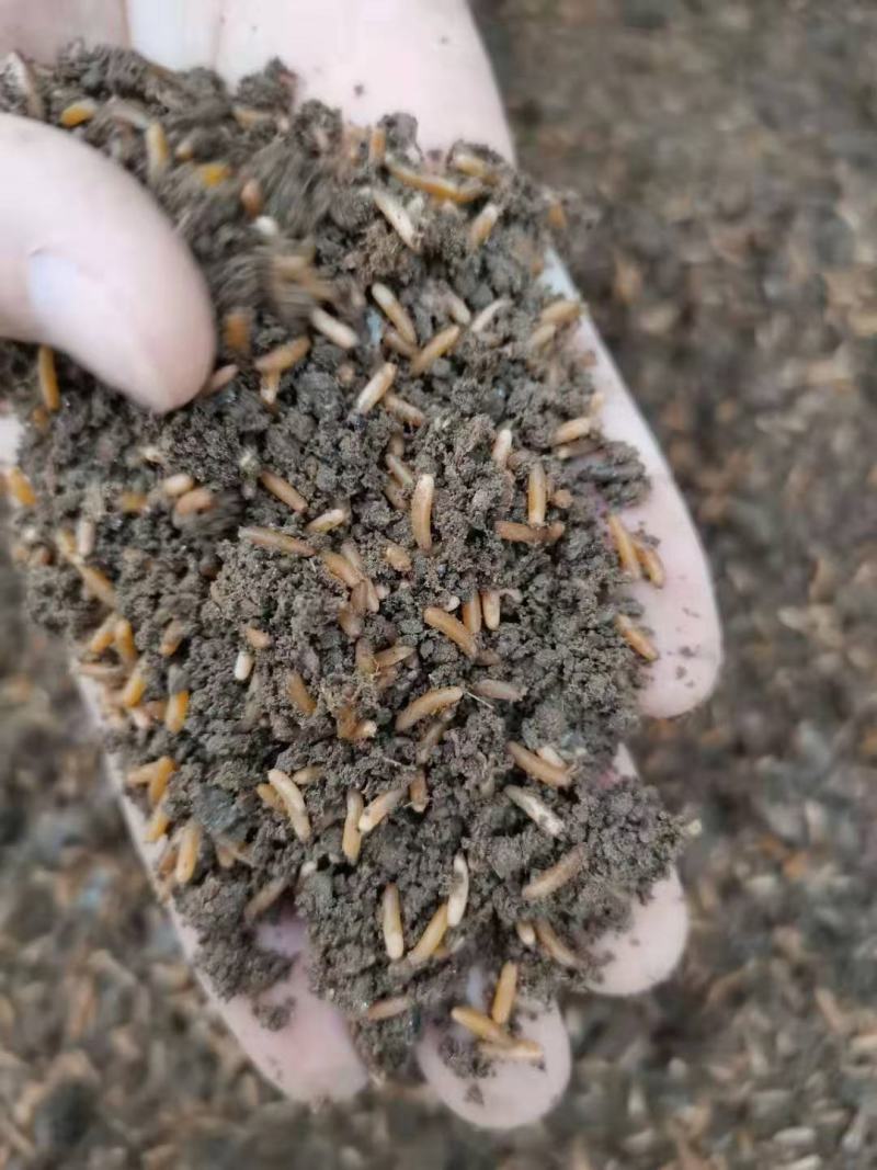 蚂蚱卵，东亚飞，棉蝗卵都有卵孵化率高