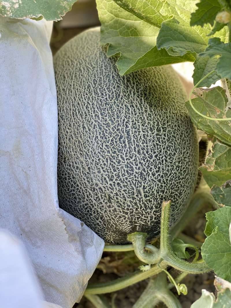 新疆沙漠西周蜜，沙漠哈密瓜，新疆沙漠甜瓜。